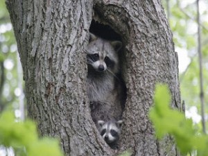 raccoon-wallpaper-10-752390