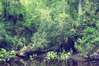 EvergladesBoardwalkGatorVintageSmooth